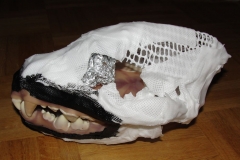 Der-Schaedel-01