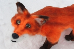 Fuchs-Fipsi-12