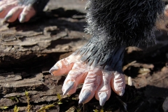 Puppe-Ratte-Johnny-06