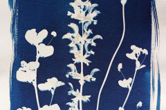 Cyano-Blumen-01