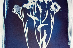 Cyano-Blumen-02
