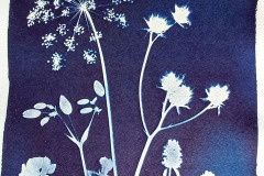Cyano-Blumen-03