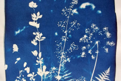 Cyano-Blumenwiese-01