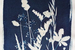 Cyano-Blumenwiese-02