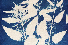 Cyano-Stoff-Brennnessel