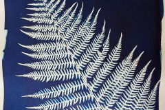 cyano-Farn-01