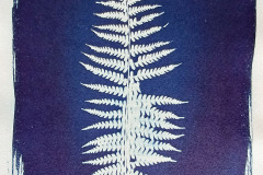 cyano-Farn-02