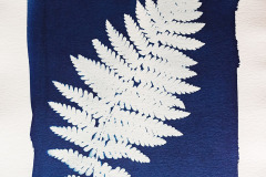 cyano-Farn-03