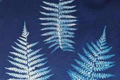 cyano-Farn-04