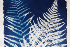 cyano-Farn-05