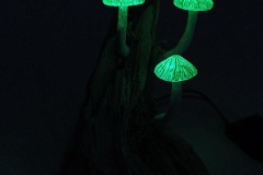 Mini-Pilzlicht-Hexenpilze-04