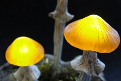 Pilzlicht-Amber-Sisters-02