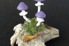 Pilzlicht-Baioretto-02