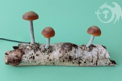 Pilzlicht-Bjoerk-01