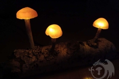 Pilzlicht-Bjoerk-02