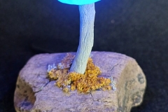 Pilzlicht-Bluey-02