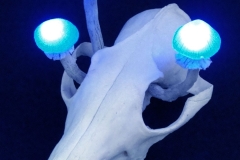 Pilzlicht-Bog-01