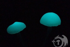 Pilzlicht-Boglings-02