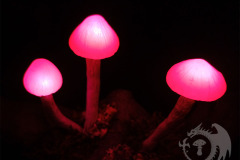 Pilzlicht-Candy-02