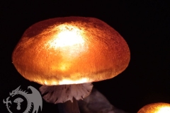 Pilzlicht-Feuerlinge-02