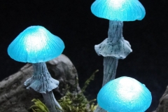 Pilzlicht-Gletscherpilze-02