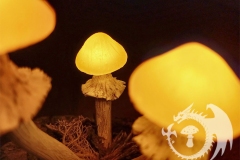 Pilzlicht-Golden-Girls-02
