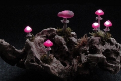 Pilzlicht-Grosse-Wurzel-02