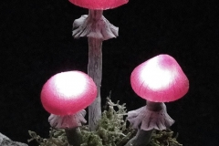 Pilzlicht-Grosse-Wurzel-03