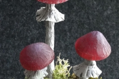 Pilzlicht-Grosse-Wurzel-04