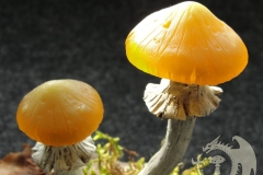 Pilzlicht-Haensel-und-Gretel-02