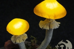 Pilzlicht-Haensel-und-Gretel-03