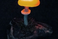 Pilzlicht-Kinoko-02