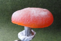 Pilzlicht-Kinoko-04