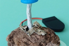 Pilzlicht-Kleiner-Blauer-02