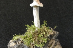 Pilzlicht-Mandarinchen-01