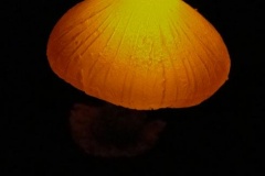Pilzlicht-Marten-03
