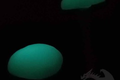 Pilzlicht-Moondrops-02