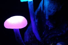 Pilzlicht-Moondrops-03