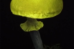 Pilzlicht-Moosling-02