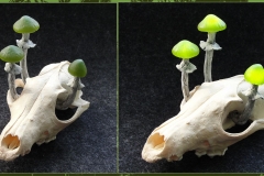 Pilzlicht-Moss-05