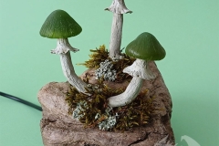 Pilzlicht-Mossling-01