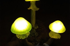 Pilzlicht-Mossling-02