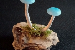 Pilzlicht-Mycena-interrupta-01