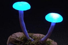 Pilzlicht-Mycena-interrupta-02
