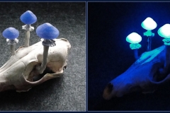 Pilzlicht-Nightsky-03
