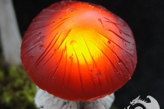 Pilzlicht-Redwood-01