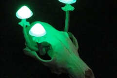 Pilzlicht-Scooby-04