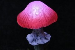 Pilzlicht-Smol-02