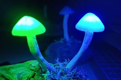 Pilzlicht-The-Twins-01