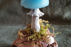 Pilzlicht-Waldstern-01